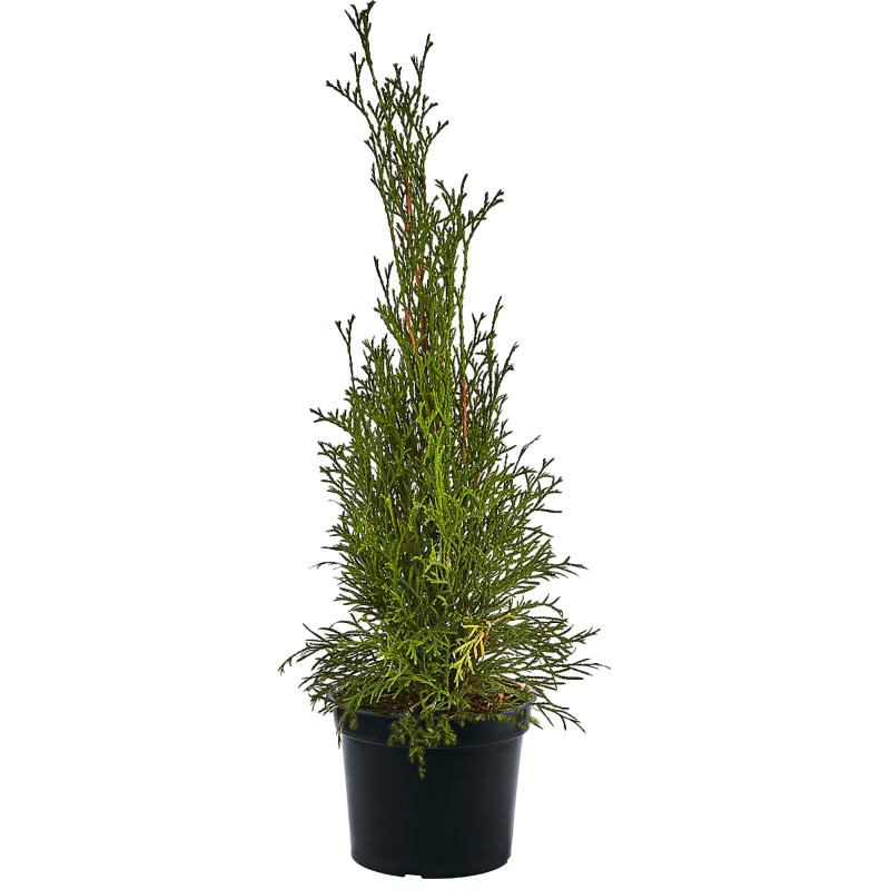 Гортензия метельчатая Candlelight | 1 290р. | покупайте в садовом ...