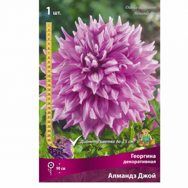 Георгина декоративная Алмандз Джой I/К
