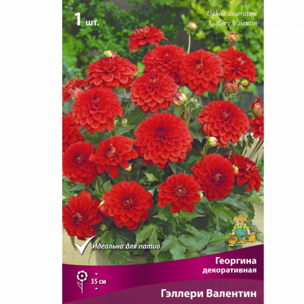 Георгина Гэллери Леонардо Семена Купить