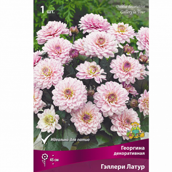 Георгина декоративная Гэллери Латур I/К