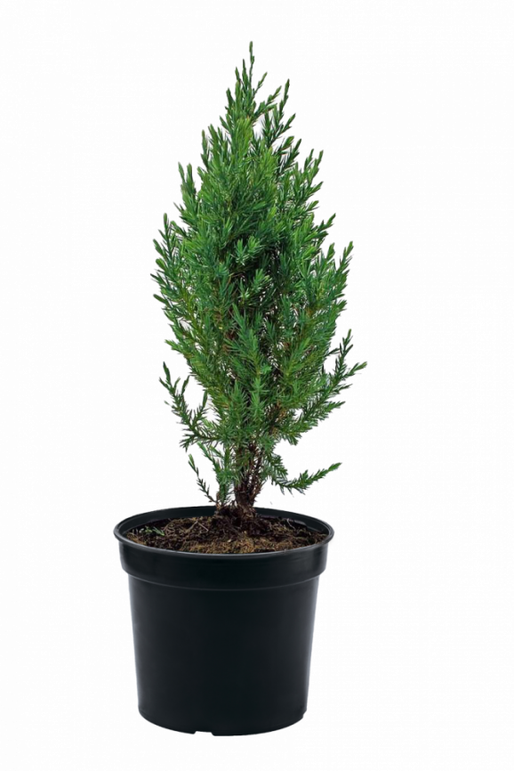 Можжевельник китайский "Stricta" 