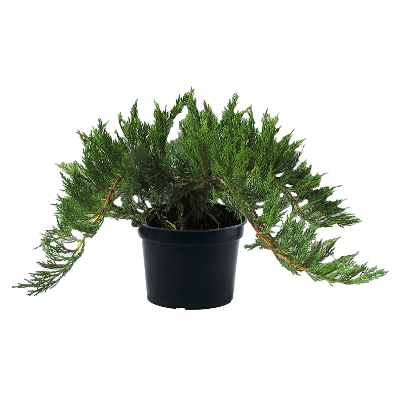 Можжевельник казацкий Tamariscifolia
