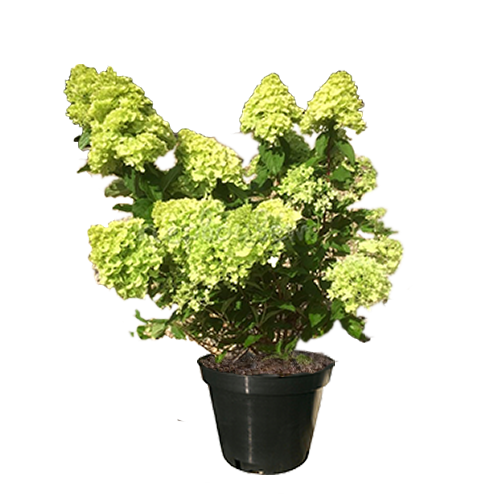 Гортензия Mojito
