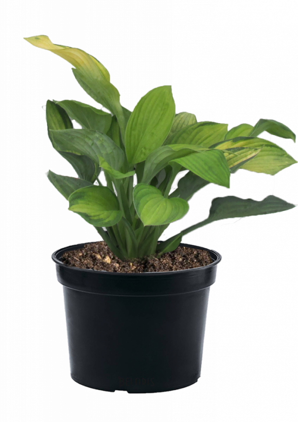 Хоста Hyacinthina 