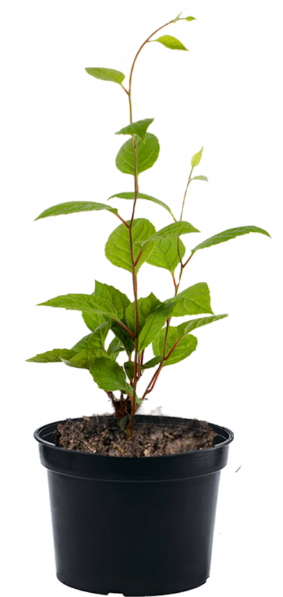Лимонник китайский 