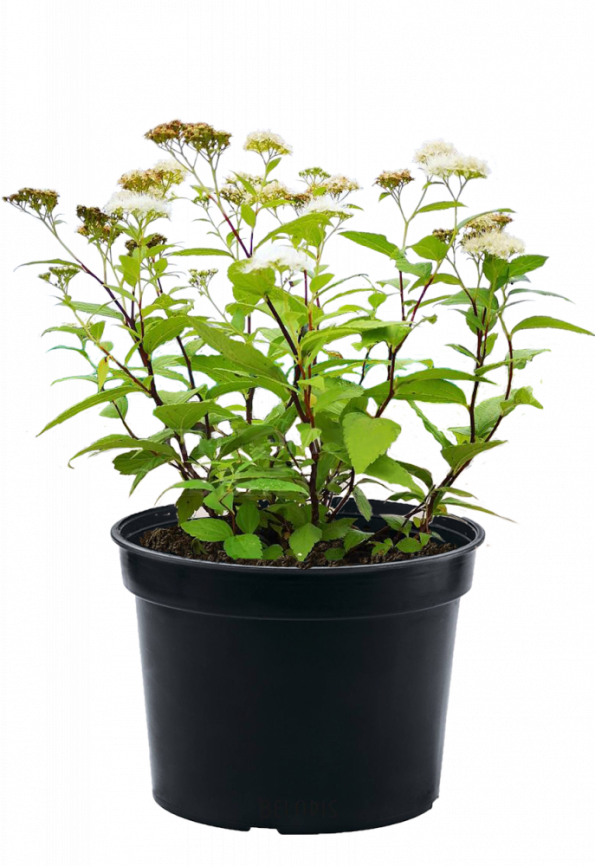 Спирея японская Albiflora