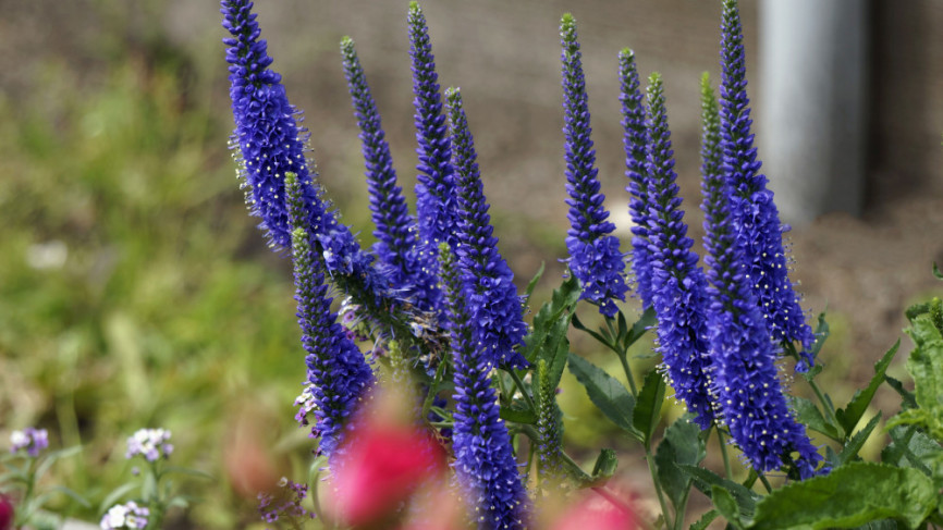 Вероника колосковая Blue Bouquet