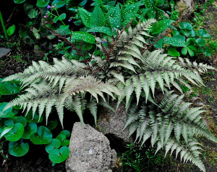 Кочедыжник ниппонский Pictum С3,