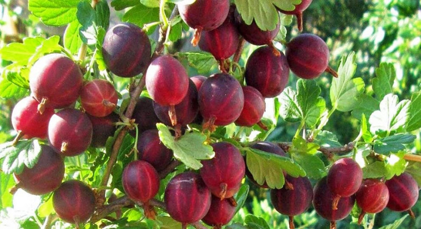 Крыжовник Сенатор