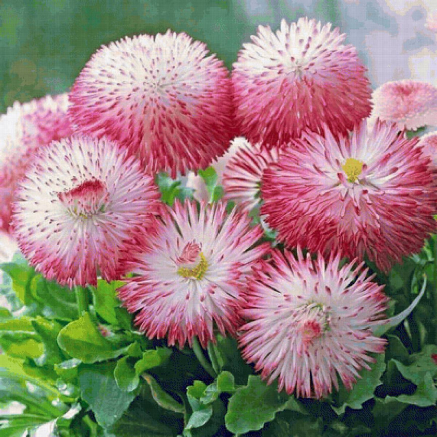 Маргаритка многолетняя Rogli Rose