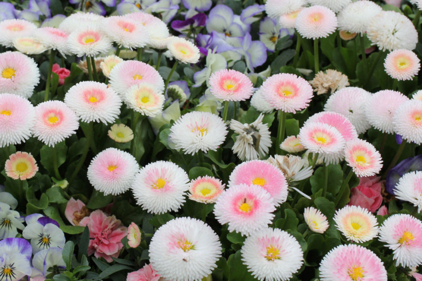 Маргаритка многолетняя Bellis perennis c2-3,