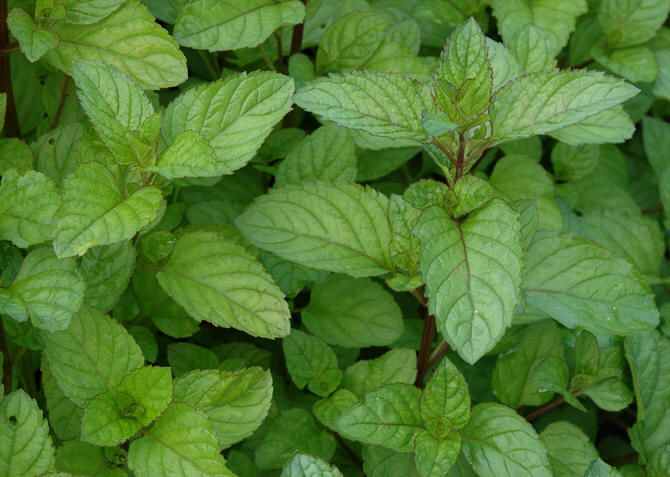 Мята перечная 'Citrata' (С2-С3),