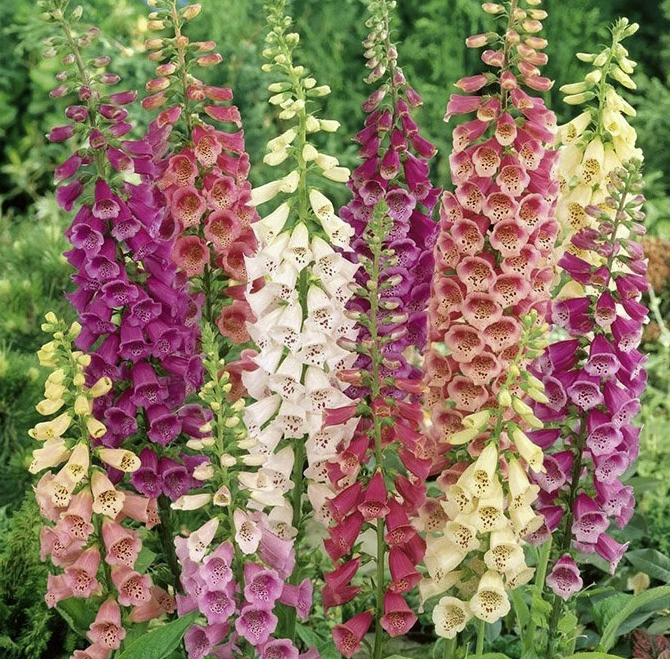 Наперстянка пурпурная mix Digitalis purpurea 