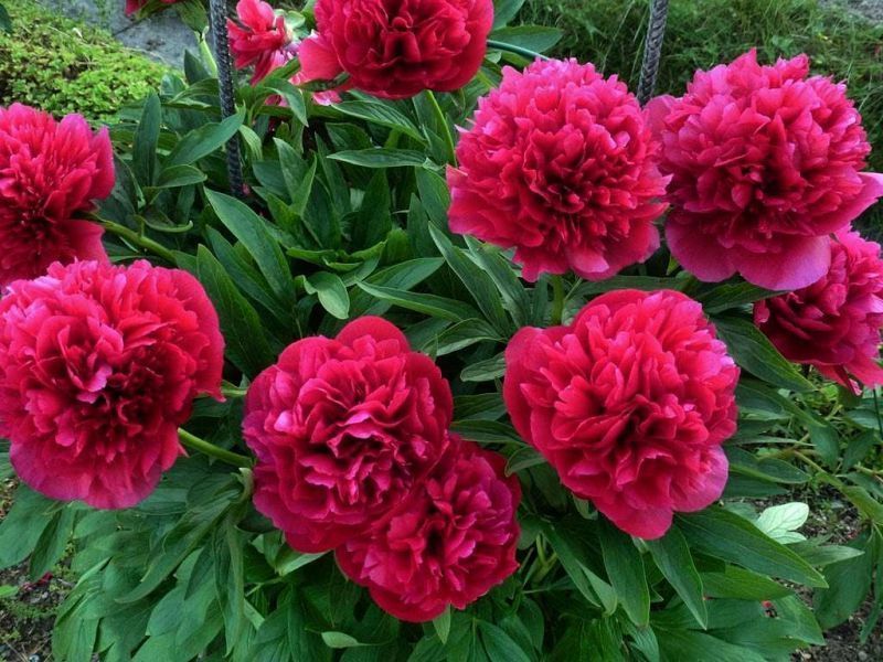 Пион лекарственный 'Rubra Plena' c25,