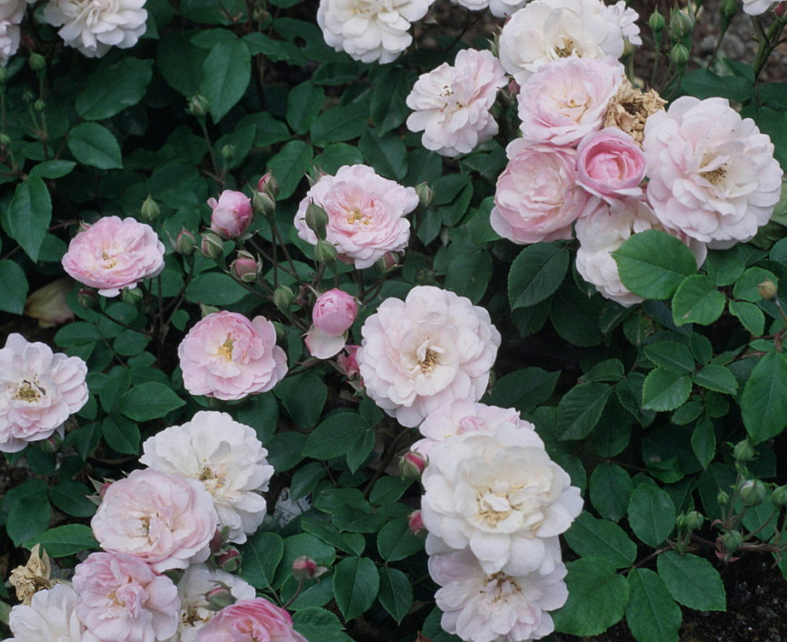 Роза Blush Noisette (Блаш Нуазетт) 
