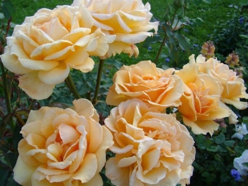 Роза флорибунда София Ренессанс  