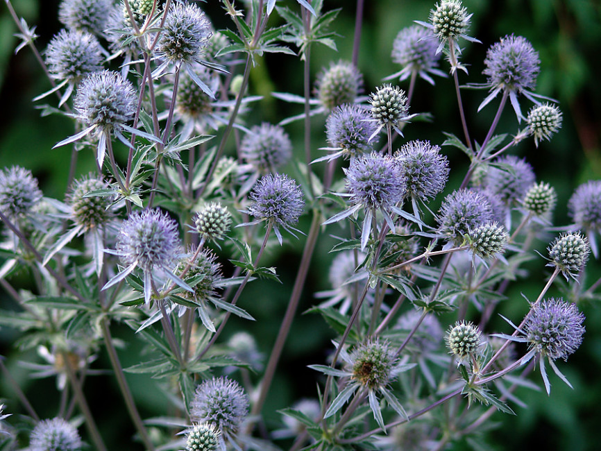Синеголовник плосколистный Eryngium planum  