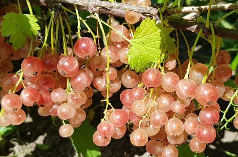 Смородина Голландская розовая 