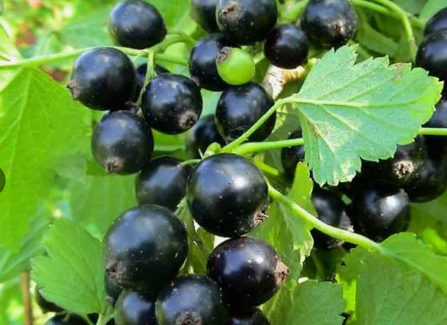 Смородина черная Мулатка 