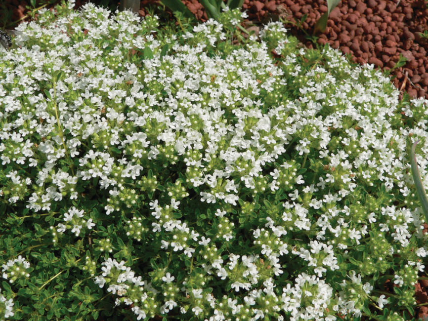 Тимьян ранний Albiflorus 