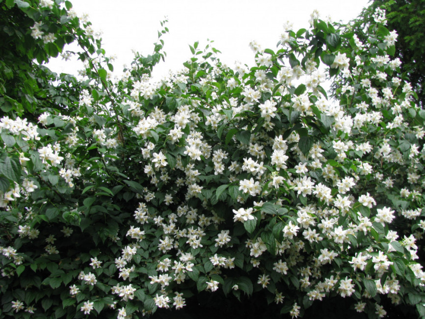 Чубушник лемуана Mon Blanc  