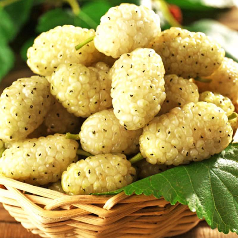 Шелковица Белая
