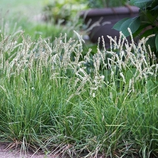 Сеслерия осенняя ф.белая