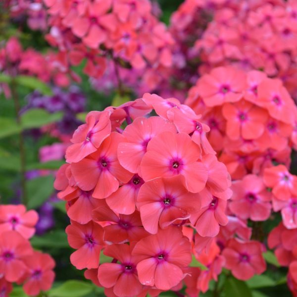 Флокс метельчатый Коралл