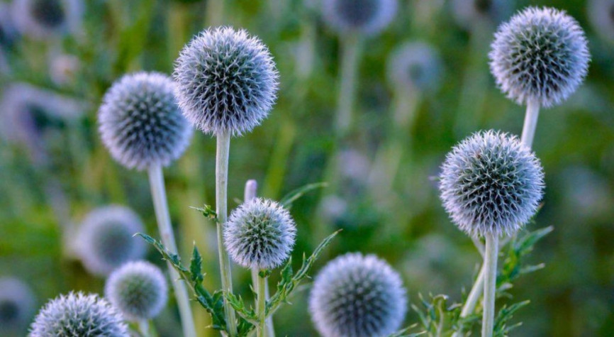 Мордовник обыкновенный Echinops ritro  