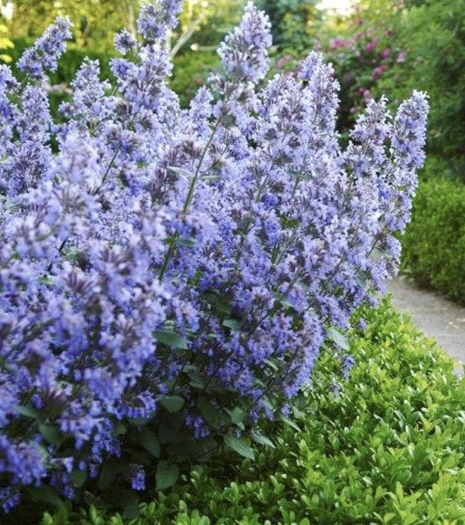 Котовник Фассена Blue Wonder  