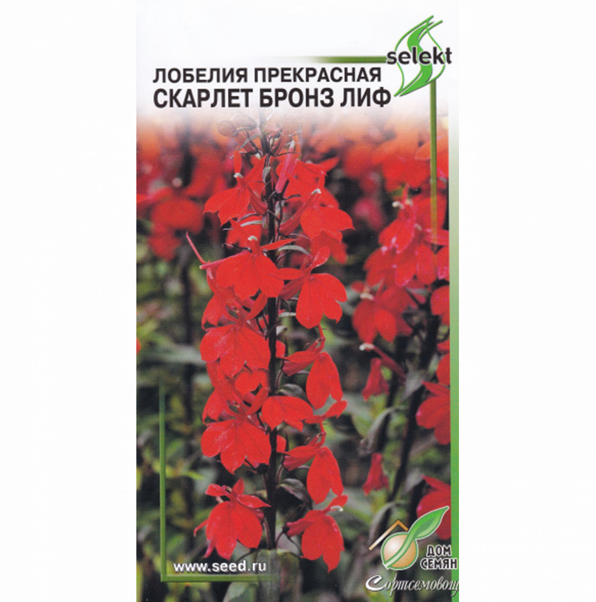 Лобелия прекрасная Скарлет Бронз Лиф