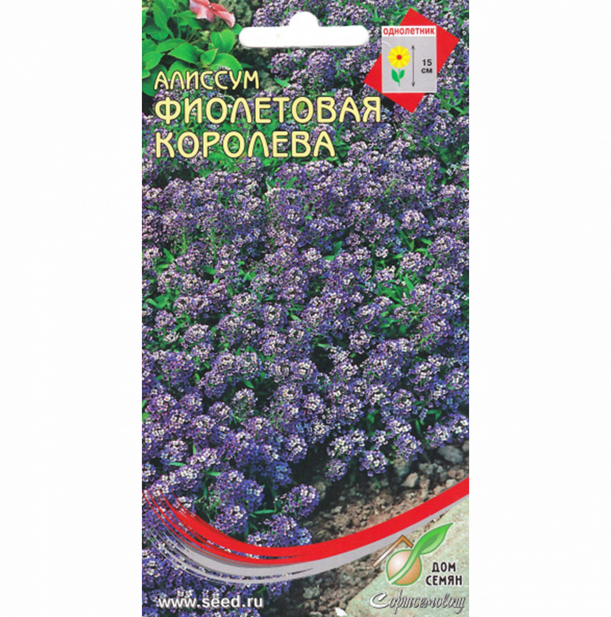Алиссум Фиолетовая королева