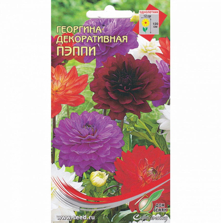 Георгина декоративная Пэппи