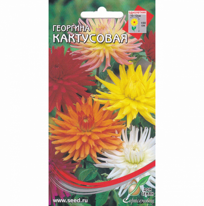 Георгина Кактусовая