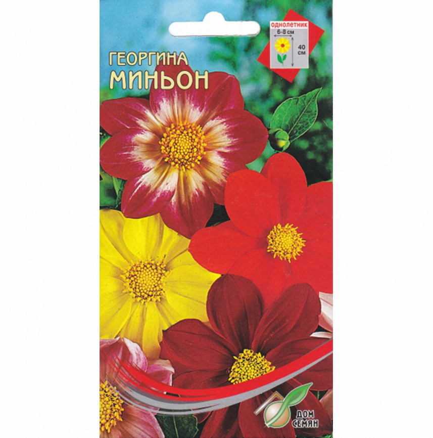 Георгина Миньон (смесь)