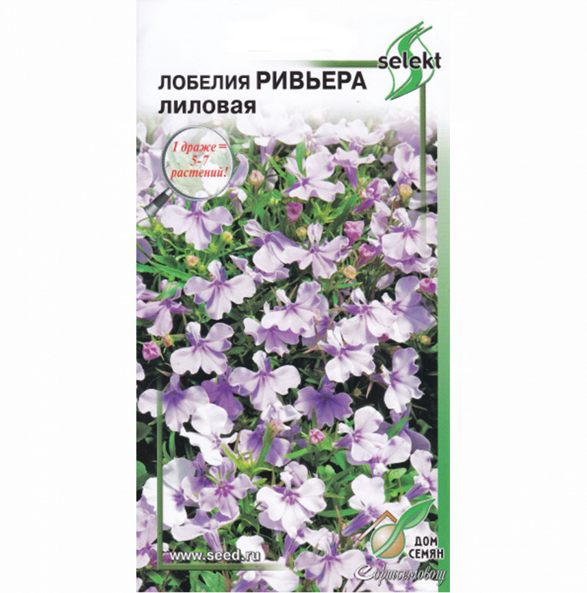 Лобелия Ривьера лиловая