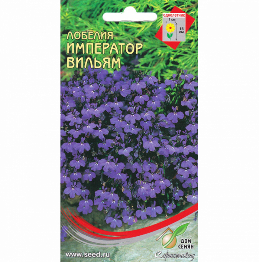 Лобелия Император Вильям