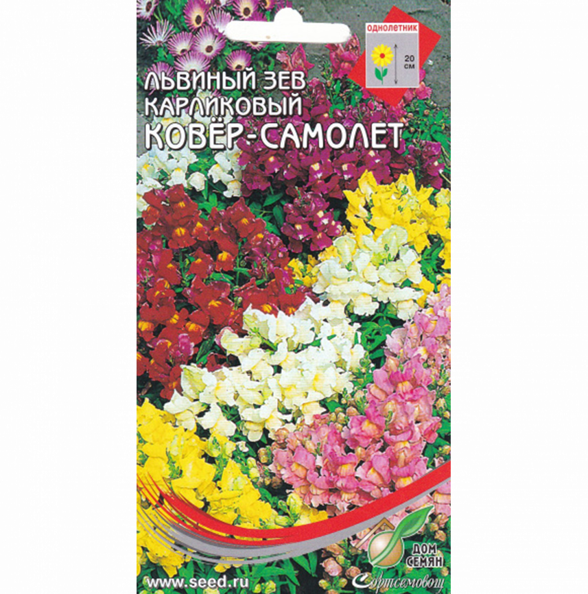 Львиный зев Ковер - самолет