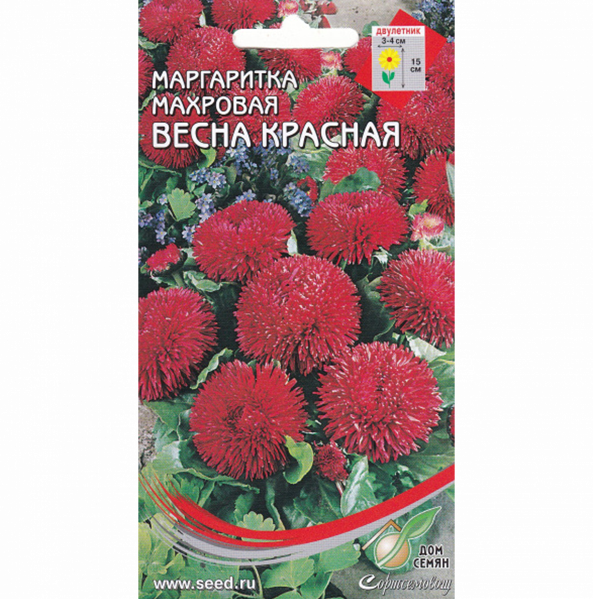 Маргаритка Весна красная