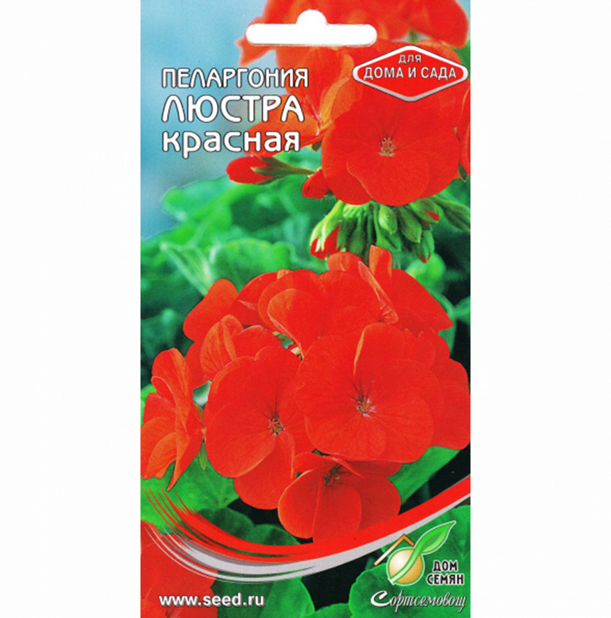 Пеларгония Люстра красная