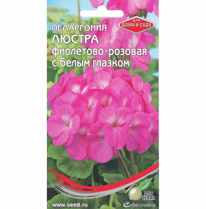 Пеларгония Люстра фиолетово-розовая с белым глазком