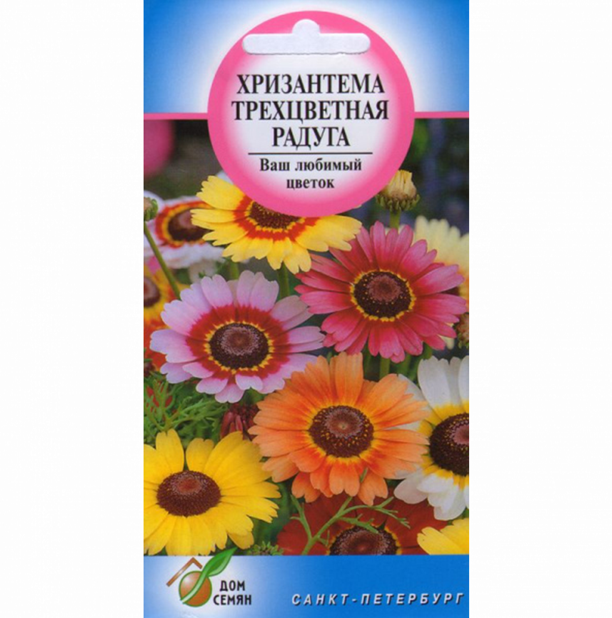 Хризантема Трехцветная Радуга смесь