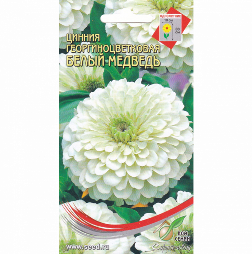 Цинния георг. Белый медведь