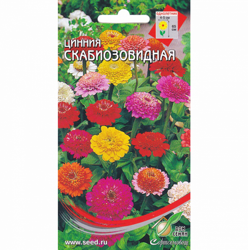 Цинния скабиозовидная
