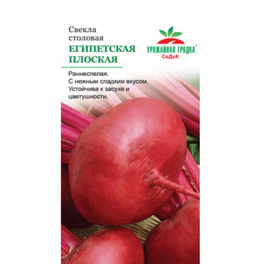 Свёкла Египетская Плоская