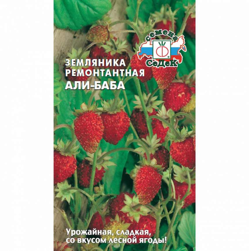 Земляника Али-Баба