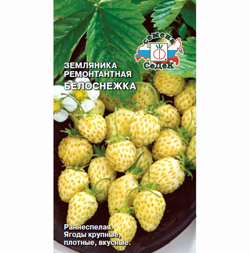 Земляника Белоснежка