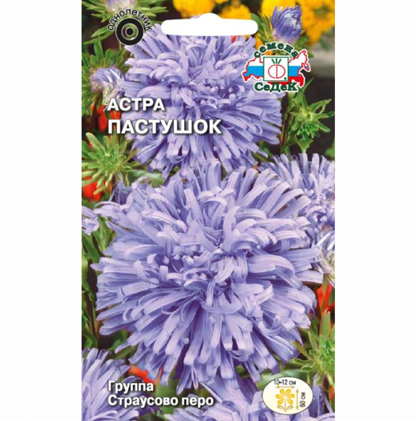 Астра Пастушок