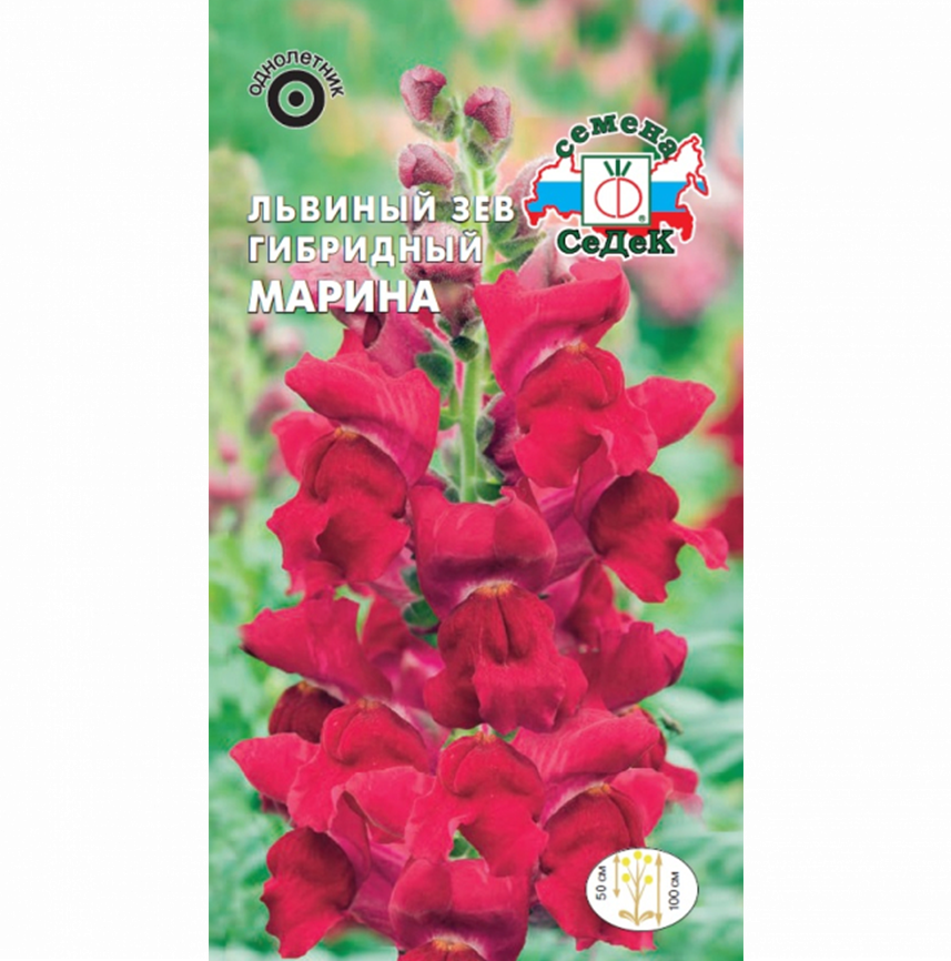 Львиный зев Марина F1