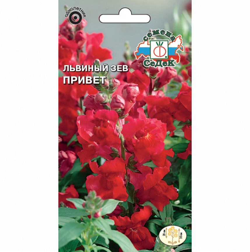Львиный зев Привет